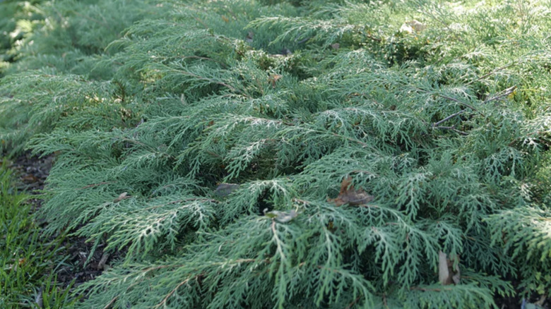Celtic Pride Siberian cypress used as ground cover in a garden