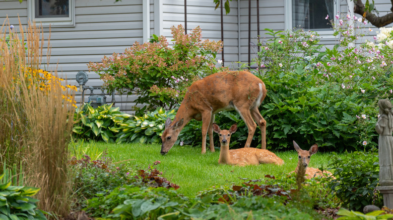 Deer in a suburban garden eating grass and plants