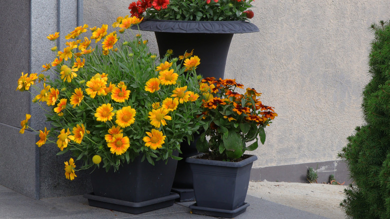 A selection of different blanket flowers in pots