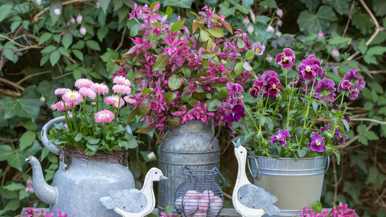 Colorful flowers growing in interesting metal containers