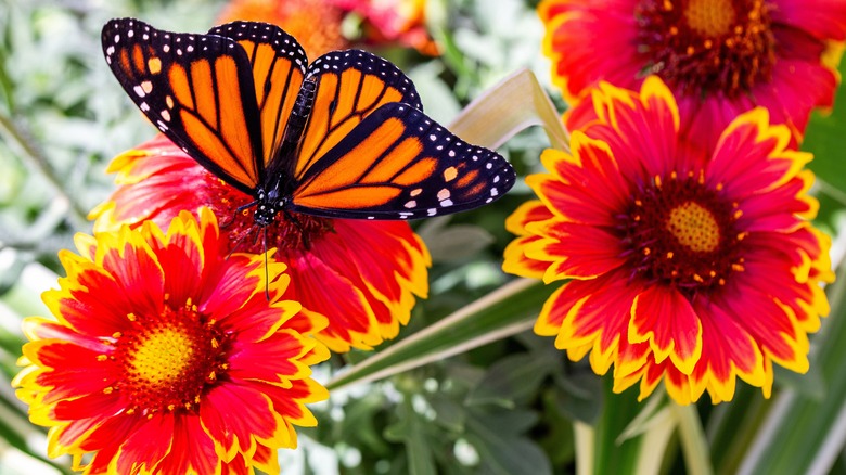 A butterfly landing on a red and yellow blanket flower