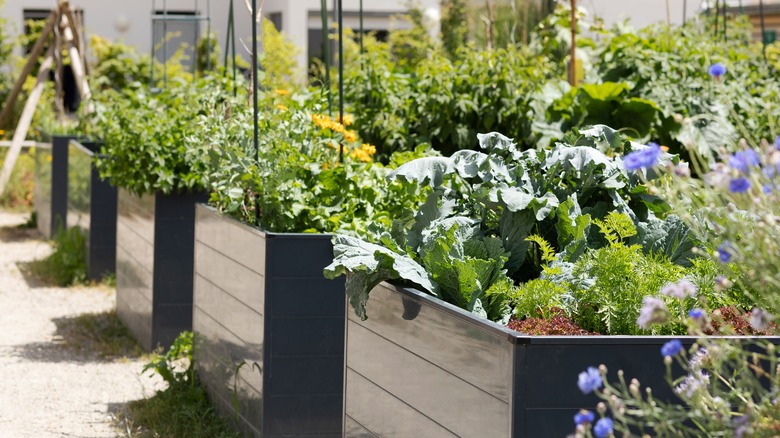 raised garden beds with herbs