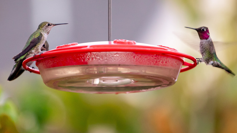 Two hummingbirds perch on a garden feeder