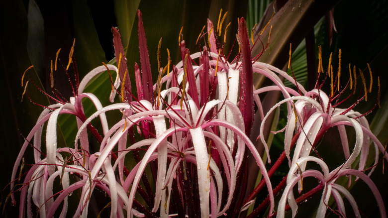 Several red and white crinum lilies are shown in the foreground