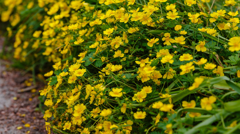 flowering, yellow potentilla shrubs along a path