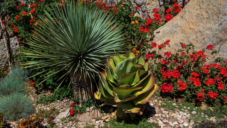 A rock garden with various plants growing in the poor, rocky soil