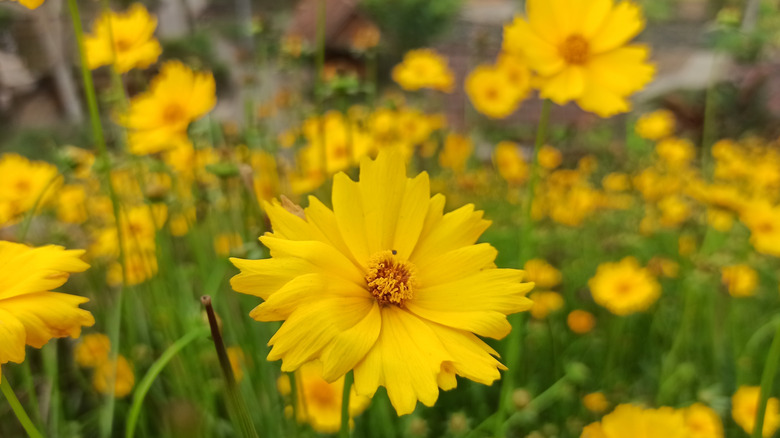 Closeup of pretty Coreopsis flowers