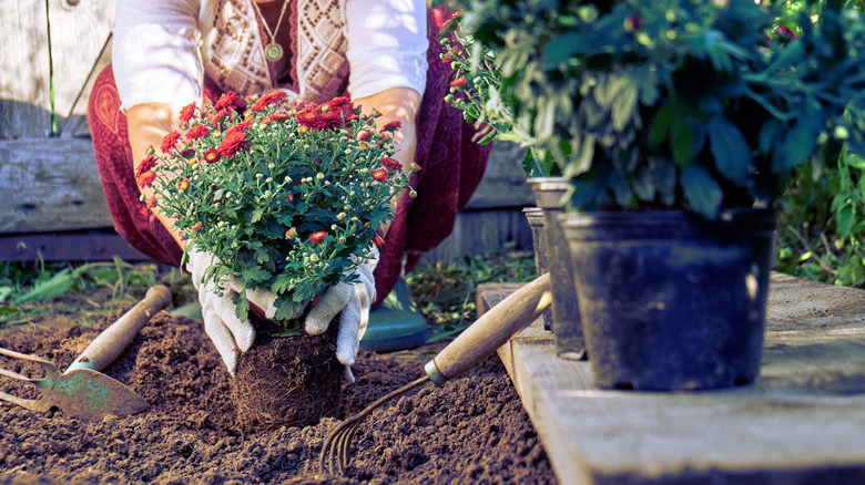 A close-up of a woman wearing protective gloves and planting a red mum bush in the soil of her garden.
