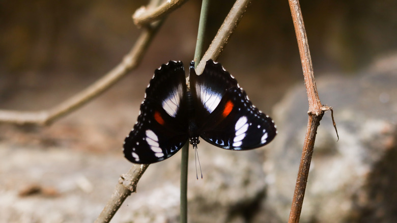 A butterfly rests on a stem.