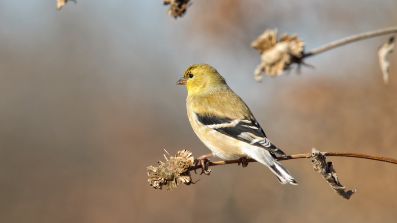 American Goldfinch on dried plant 