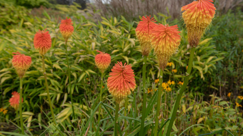 Red hot poker flowers blooming in fall in long grass.