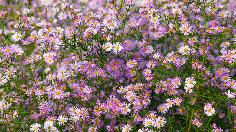 densely grown cosmos sit in a field for support and weed supression