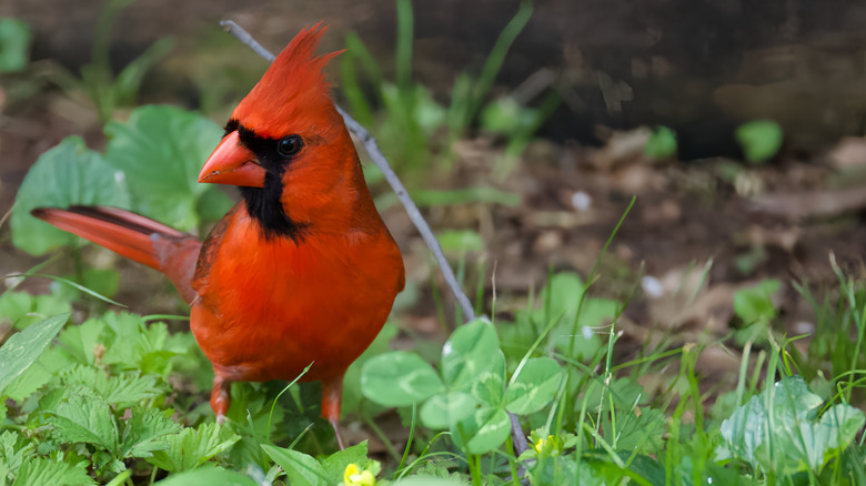 A male red cardinal with a black face stands on a lawn of clover and violet.