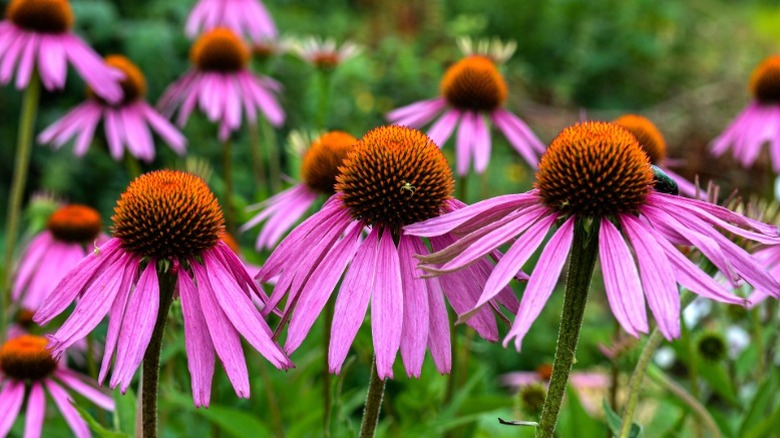 Purple coneflower in bloom.