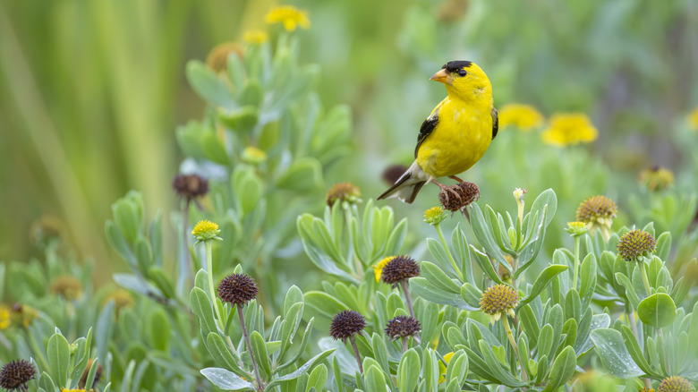 a goldfinch perches on a flower seed head