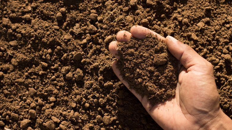 Dry soil in the palm of a hand