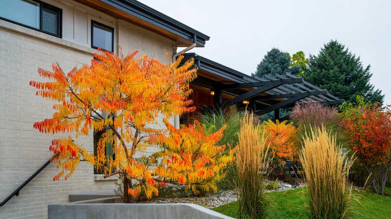 Bright orange-yellow Tiger Eyes sumac in front of house