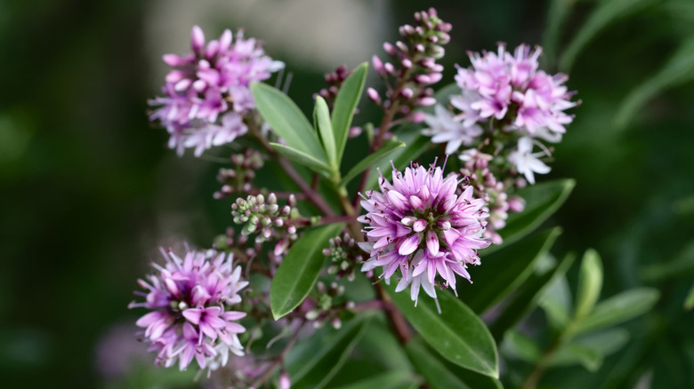 A detailed close-up of vibrant pink hebe flowers with lush green foliage in a garden setting.