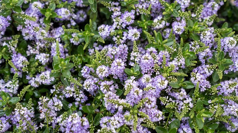 A  purple Hebe (Veronica shrub) flower in close-up, with a natural background and summer lighting.