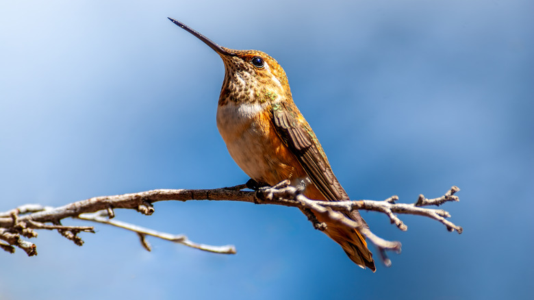 Hummingbird on tree branch