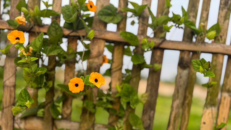 Black-eyed Susan vine with orange flowers growing on a wooden fence