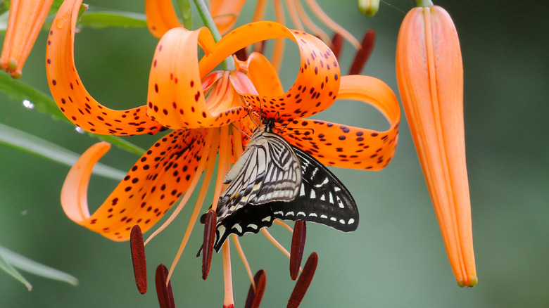A butterfly drinks from an orange and spotted daylily