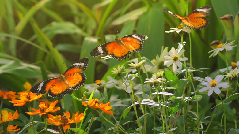 A patch of brightly colored garden flowers with butterflies