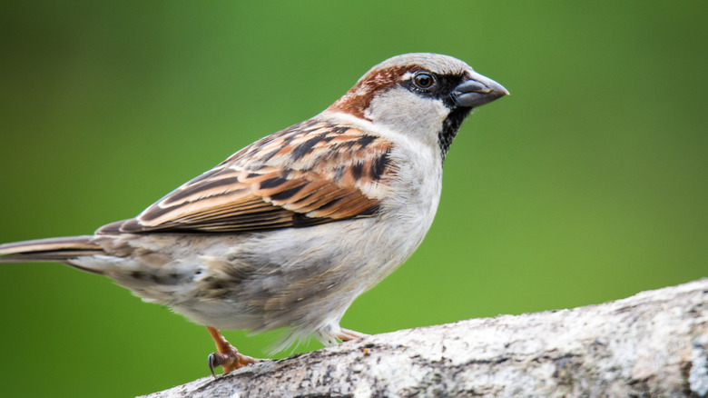 House sparrow on a branch