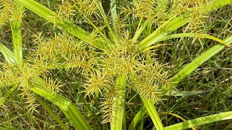 Closeup of nutsedge in lawn