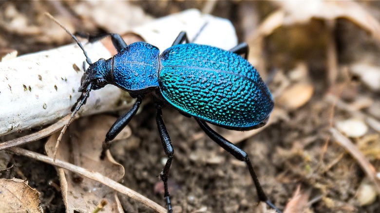 Blue ground beetle walking outside