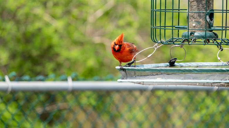 A male cardinal perched on a bird feeder that has a seed catcher attached to it