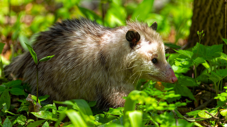An opossum forages among green leaves on the ground