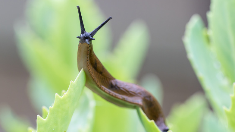 Brown slug on green leaf