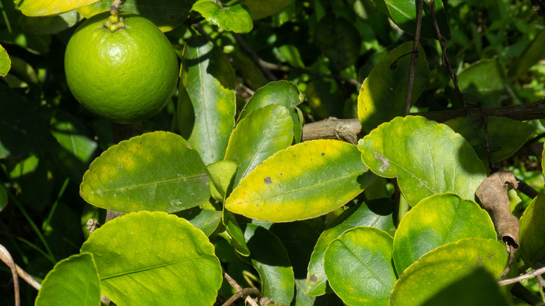 Citrus tree with blemished leaves
