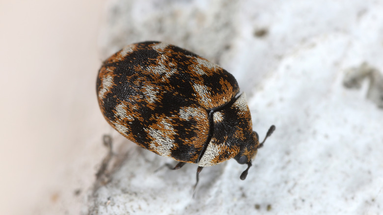 Close-up of a carpet beetle