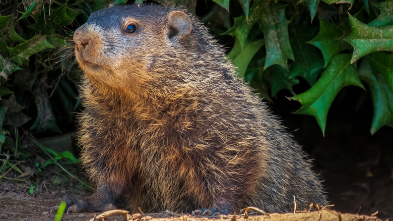 Groundhog in garden