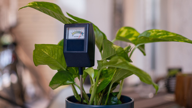 Moisture meter placed in the soil
