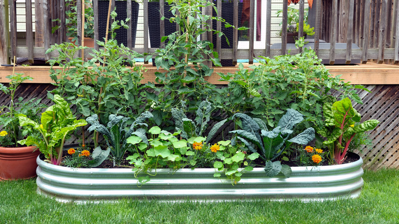 A container garden in yard