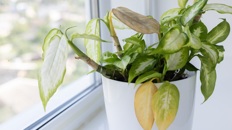 Wilting plant on a windowsill