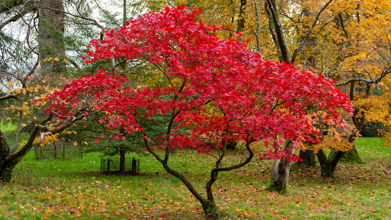 red Japanese maple tree