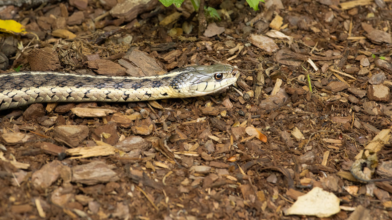 Close up of a garter snake moving through mulch and leaf litter