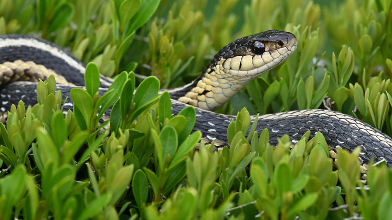Garter snake in yard
