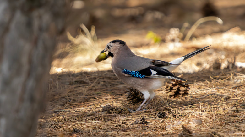 A gray jay with blue feathers on its wings eats a whole acorn.