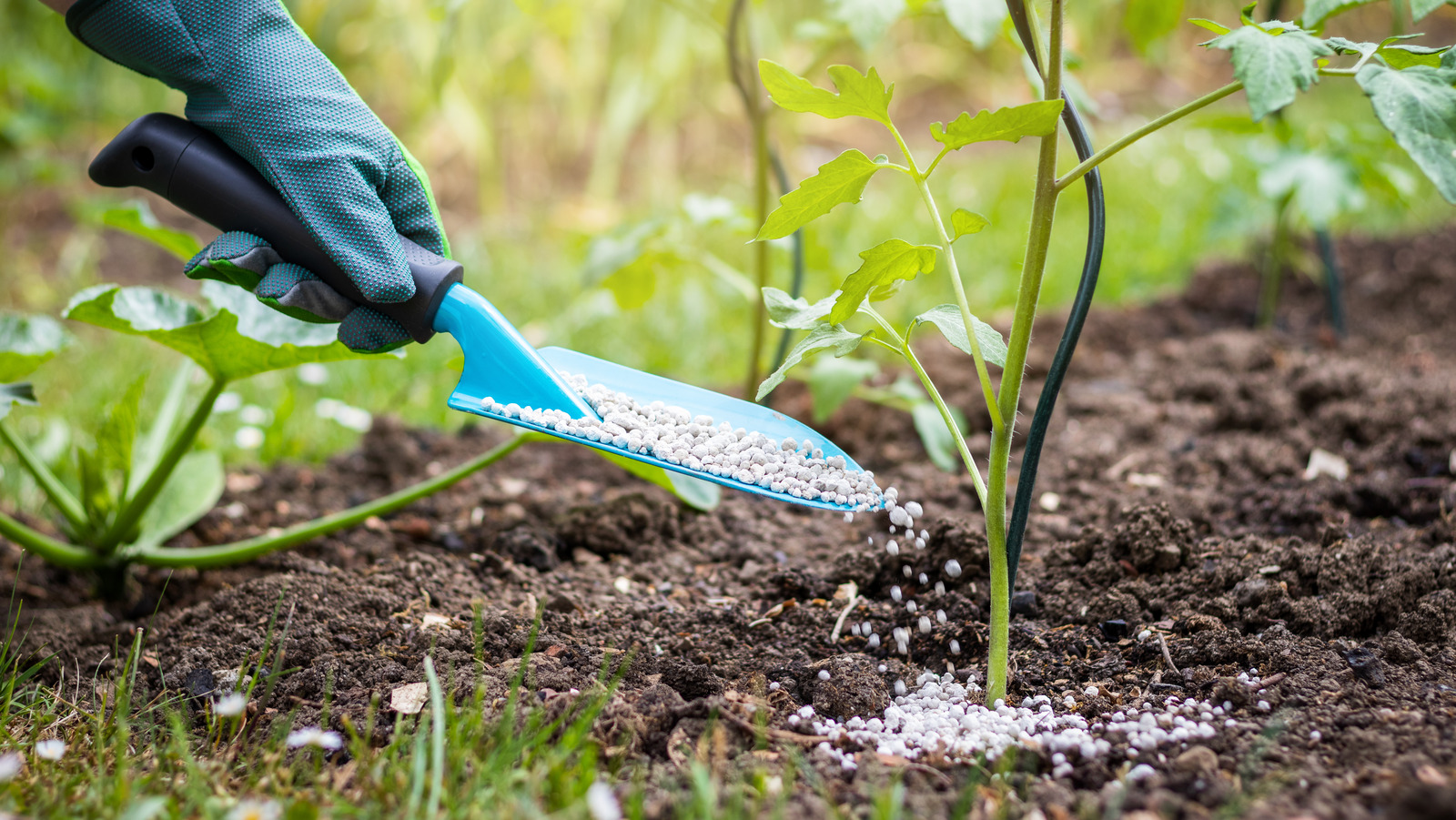 The Tomato Fertilizer Mistake That Can Be Deadly To Your Plants