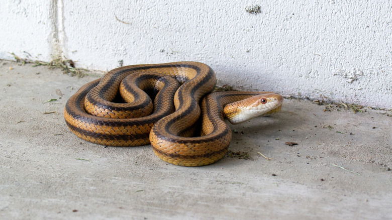 Snake slithering inside garage