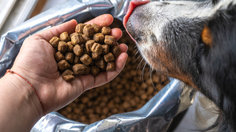 Bagged dog food in hand