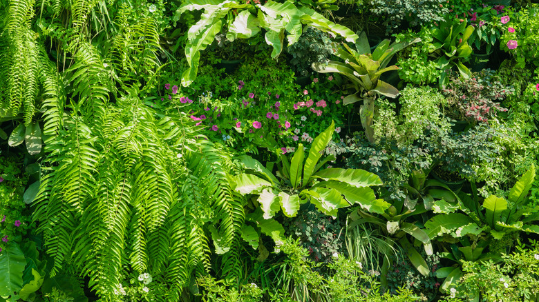 Garden with various ferns, flowers, and other plants