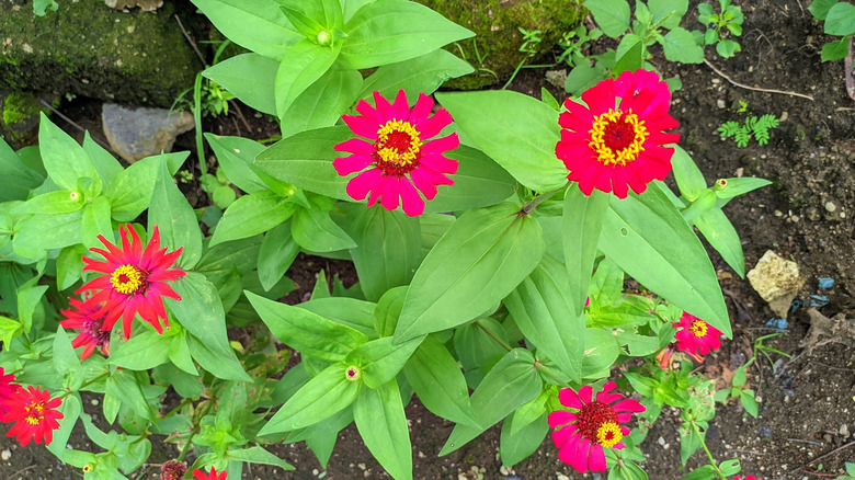 beautiful pink zinnia flowers
