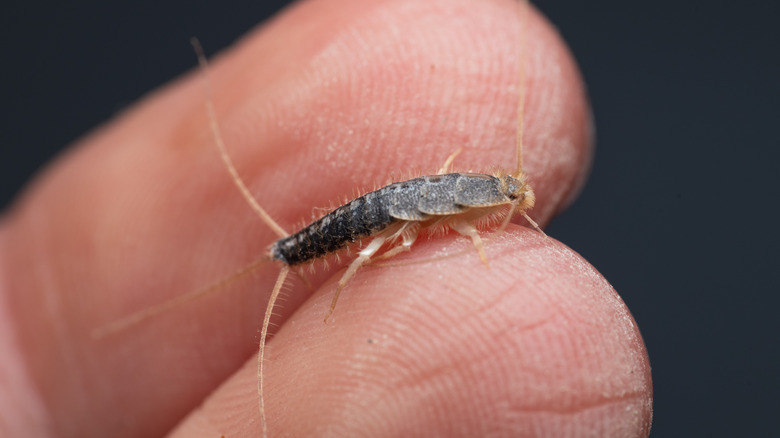 Silverfish on finger