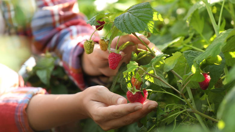 Close-up of a young woman picking ripe raspberries from a bush.